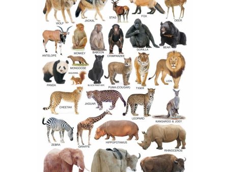 Animals-2 Wall Chart on Sale